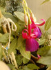 4 septembrie 2012-flori 037