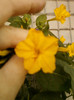 4 septembrie 2012-flori 038