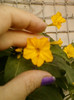 mirabilis galben