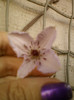 4 septembrie 2012-flori 041