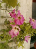 4 septembrie 2012-flori 044