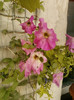 4 septembrie 2012-flori 046