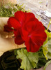4 septembrie 2012-flori 047