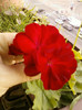 4 septembrie 2012-flori 049