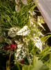 4 septembrie 2012-flori 050