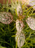 4 septembrie 2012-flori 053