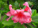 rhododendron floarea
