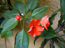 DSCN9600