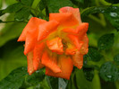 DSCN9610