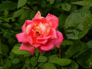 DSCN9611