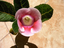 IMAG0031