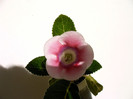 IMAG0041