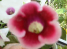 septembrie 2012 076