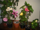Hibiscus grup ( seara)