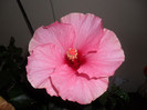 Hibiscus Long Life