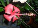 Hibiscus Andersonii