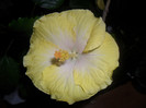Hibiscus Emily