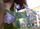 floricele