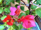DSC00217