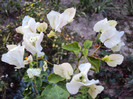 DSC00198
