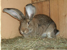 Picture 4618