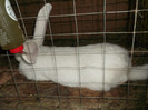 Picture 4639