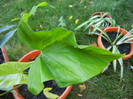 Green Syngonium (2012, Sep.03)