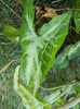 Variegated Syngonium (2012, Sep.01)