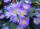 Blue Aster (2012, September 01)