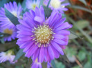 Blue Aster (2012, September 01)