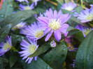 Blue Aster (2012, September 01)