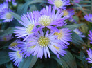 Blue Aster (2012, September 01)