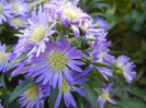 Blue Aster (2012, September 01)