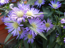Blue Aster (2012, September 01)