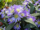 Blue Aster (2012, September 01)