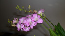 evolutie orhidee 2012-hormoni 001