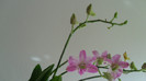 evolutie orhidee 2012-hormoni 002