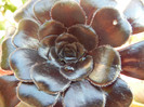 Aeonium Schwarzkopf (2012, July 21)