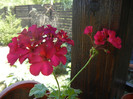 Cyclamen Lia Geranium (2012, Sep.04)