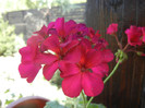 Cyclamen Lia Geranium (2012, Sep.04)