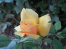 Orange Miniature Rose (2012, Sep.02)