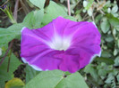 Picotee Morning Glory (2012, Sep.03)
