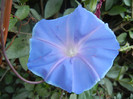 Picotee Morning Glory (2012, Sep.03)