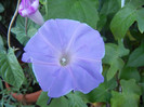 Picotee Morning Glory (2012, Sep.04)