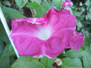 Picotee Morning Glory (2012, Sep.04)