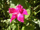 Double Pink Morning Glory (2012, Sep.04)