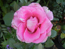 Rose Pink Peace (2012, September 01)