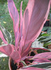 Stromanthe Multicolor (2012, Sep.01)