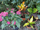 Red Pentas & Codiaeums (2012, Sep.02)