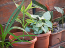 Leaves_Frunze (2012, September 02)